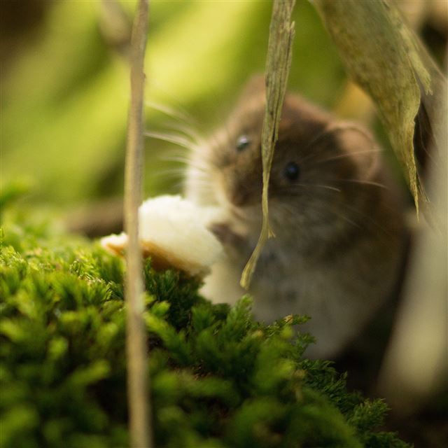 2048x2048 Cute Mouse Animal Nature - pet iPad Air Wallpaper