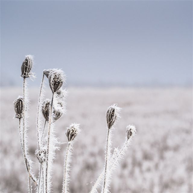 2048x2048 Snow Winter Flower Bokeh Nature - landscape iPad Air Wallpaper