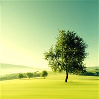 Nature Lonely Tree Plain Field wallpaper