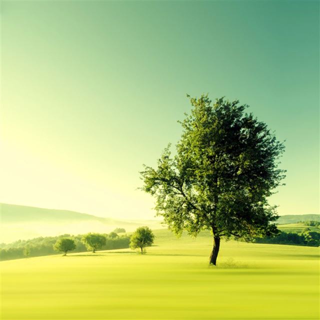 2048x2048 Nature Lonely Tree Plain Field - scenery iPad Air Wallpaper