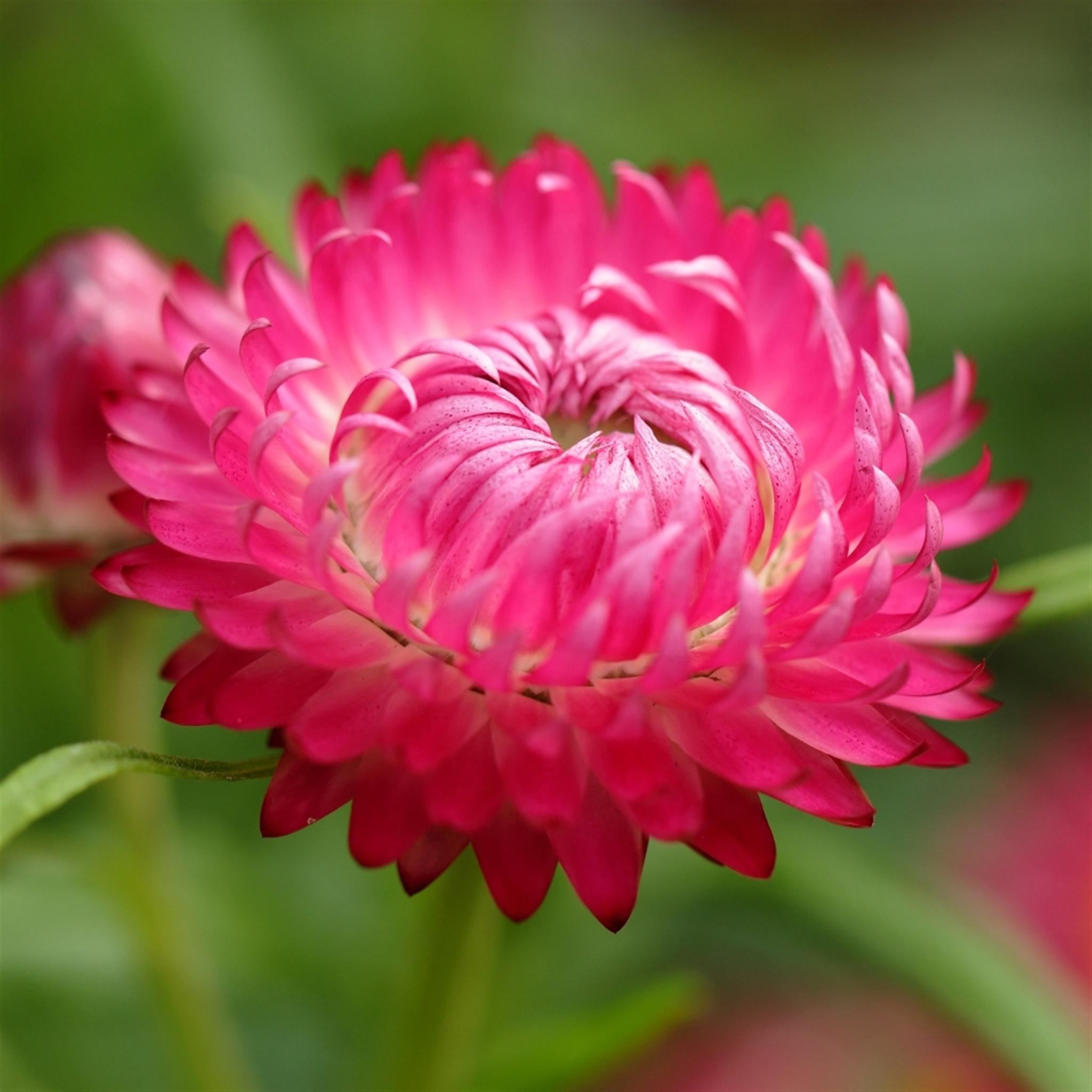 Natural Pink Bloomy Flower Macro iPad Air wallpaper 