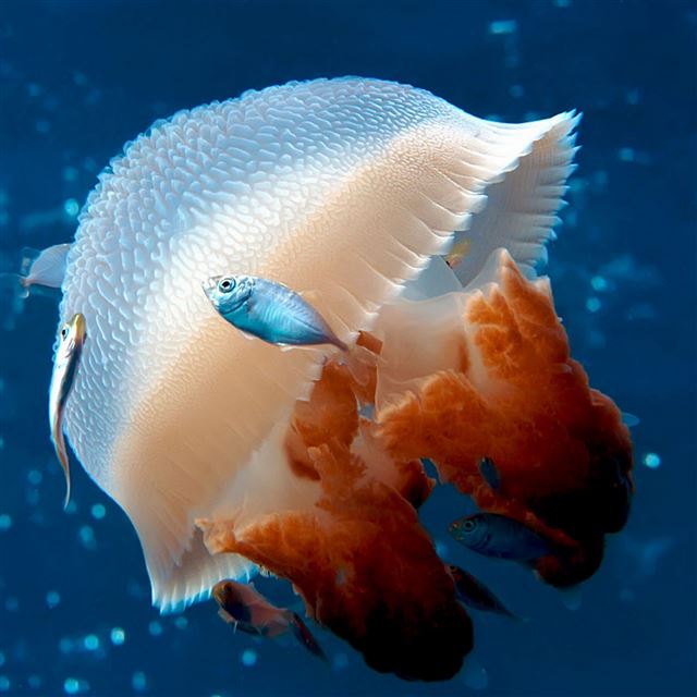 2048x2048 Transparent Ocean Jellyfish Macro - transparent iPad Air Wallpaper