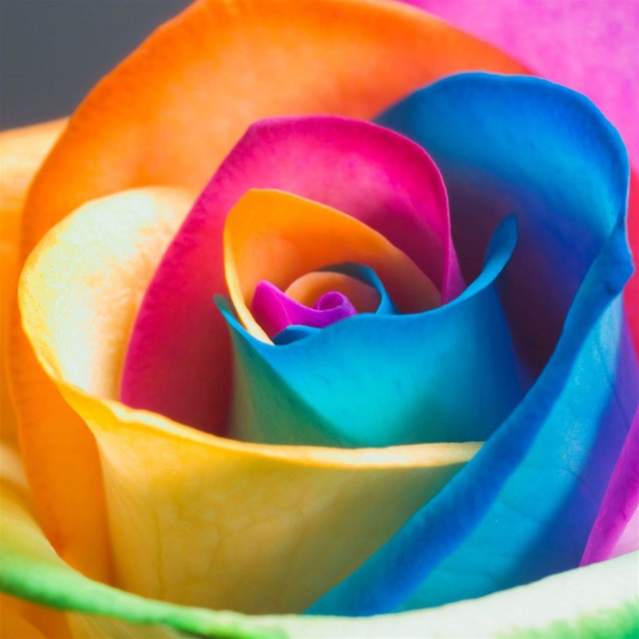 Colorful Rose Flower Macro iPad Air wallpaper 