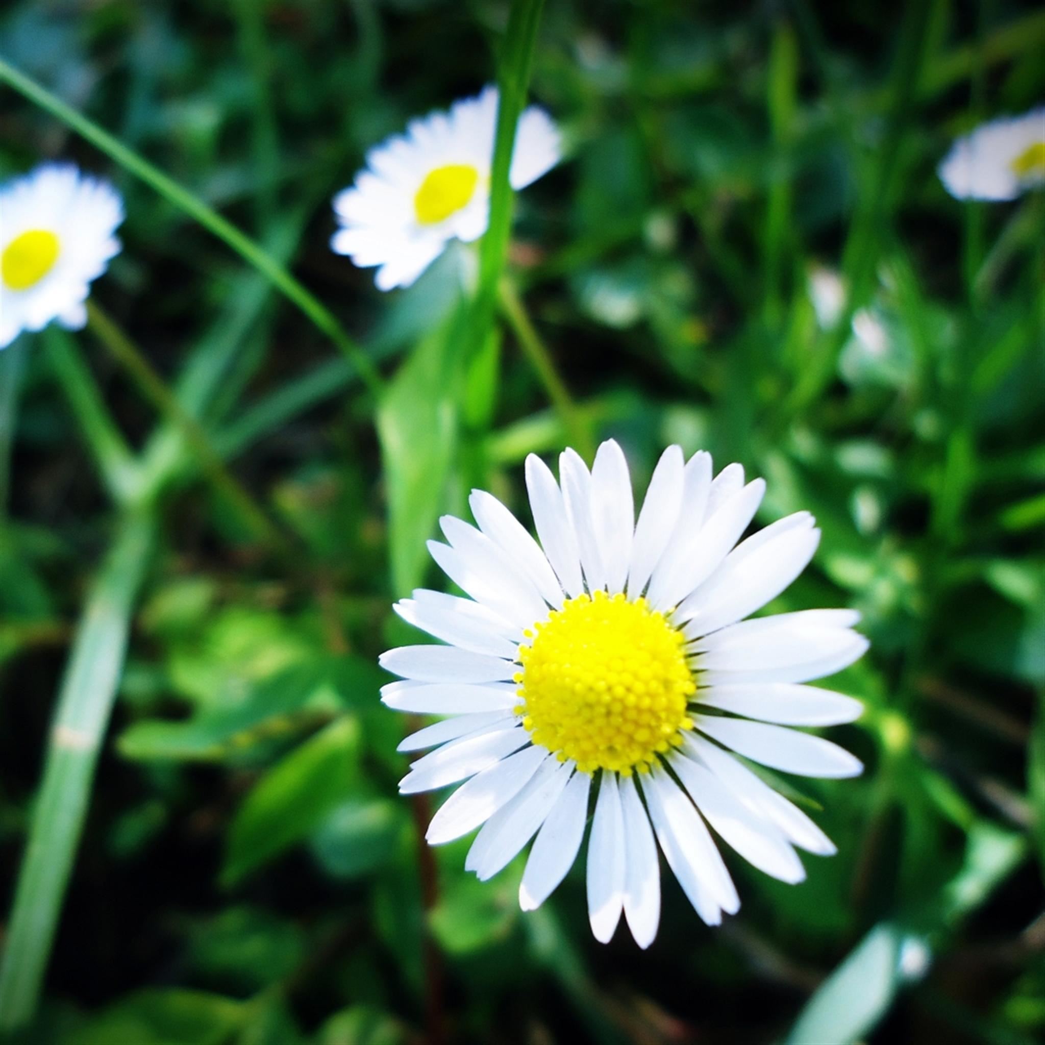 Pure Aesthetic Daisy Flower Grass Grove Ipad Air Wallpapers Free Download