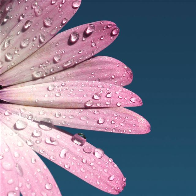2048x2048 Pink Daisy Flower Petal Dew Macro -  iPad Wallpaper