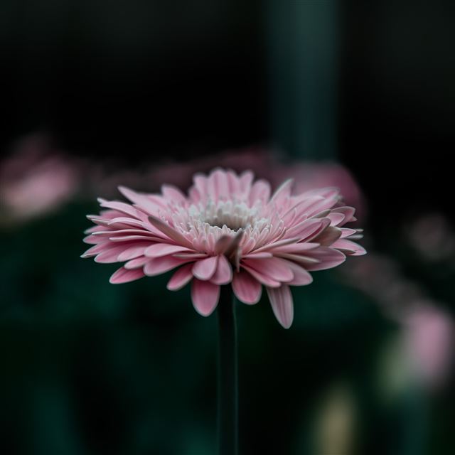 2048x2048 Flower Pink Calm Nature Bokeh - flower iPad Air Wallpaper