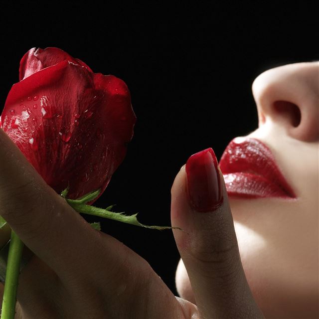 2048x2048 Dew Rose Plant Red Hot Lip - hot iPad Air Wallpaper