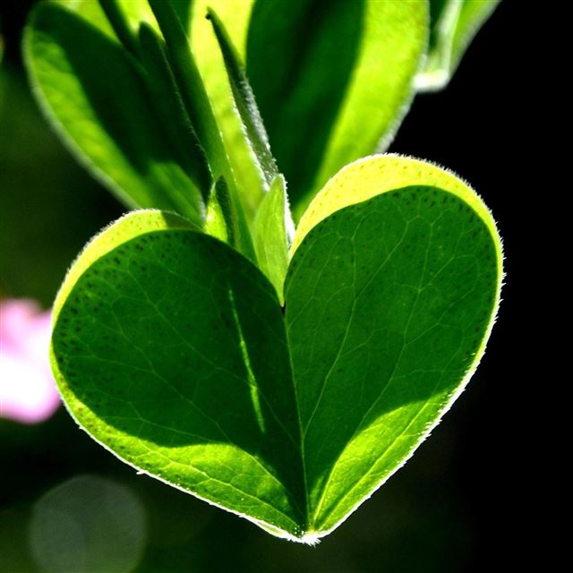 2048x2048 Sunlight Love Heart Shaped Dark Sunny Shadow - shadow iPad Air Wallpaper