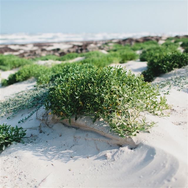 2048x2048 Nature Padre Island - scenery iPad Air Wallpaper