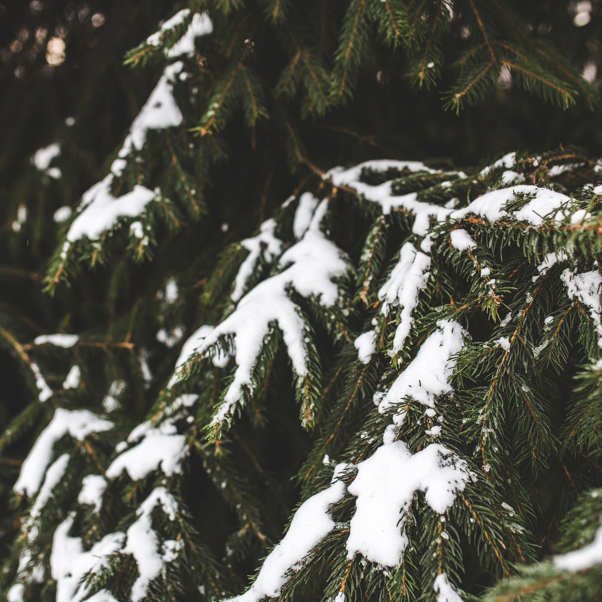 Nature Winter Snowy Pine Tree iPad Air wallpaper 