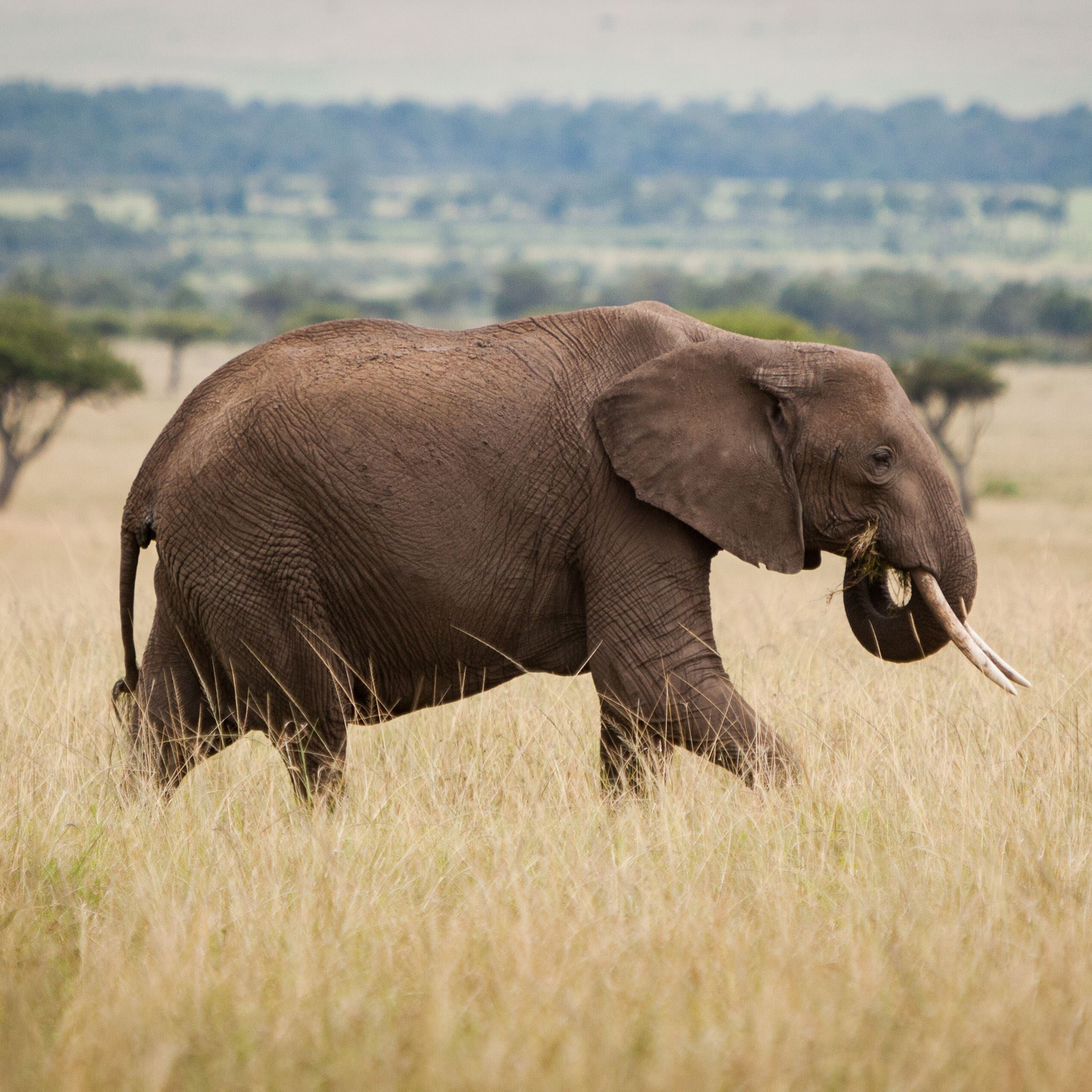 Africa Wild Field Elephant Walking Grass iPad Air wallpaper 
