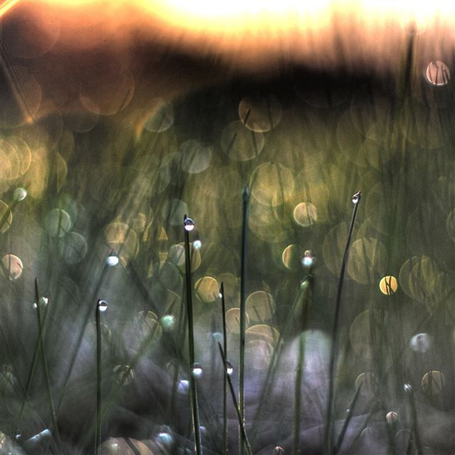 2048x2048 Nature Grass Field Bokeh Sunshine - sunshine iPad Air Wallpaper
