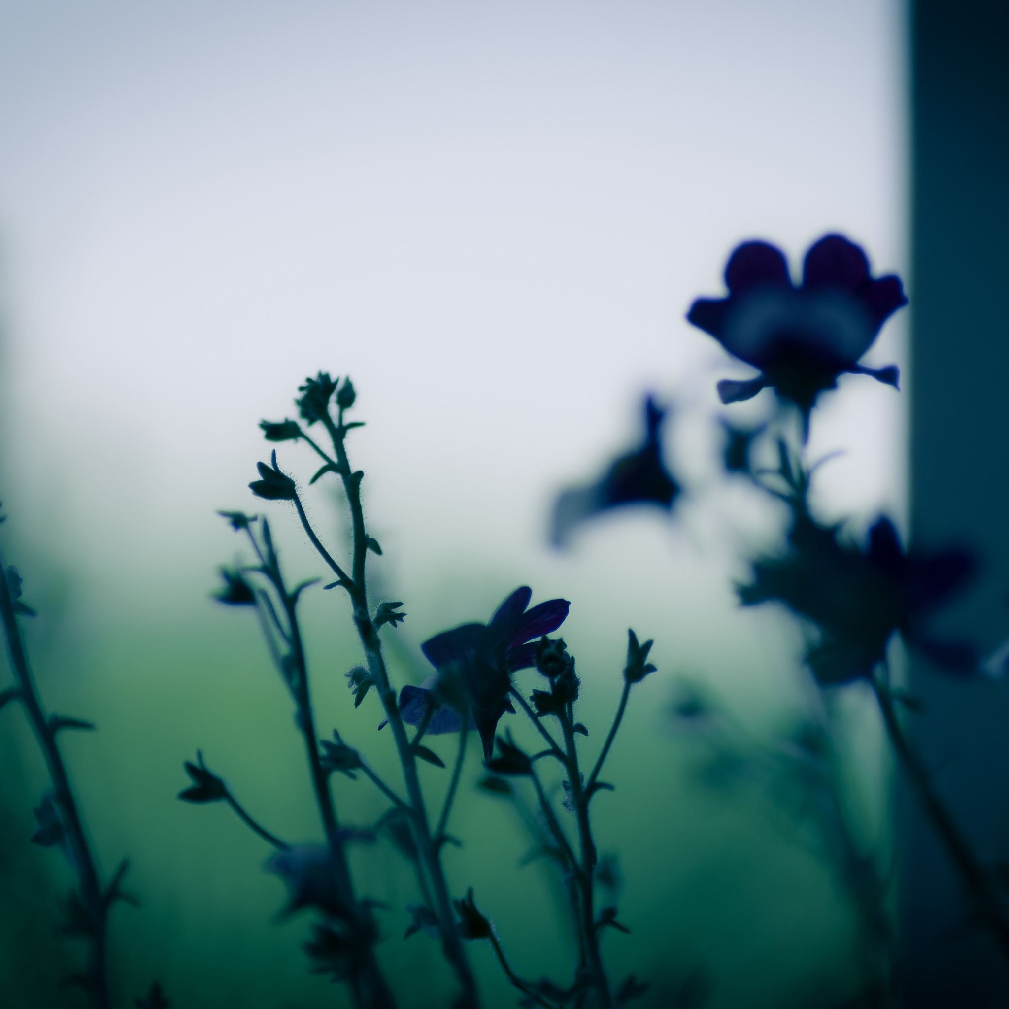 Dark Flower Plant Branch Blur iPad Air wallpaper 