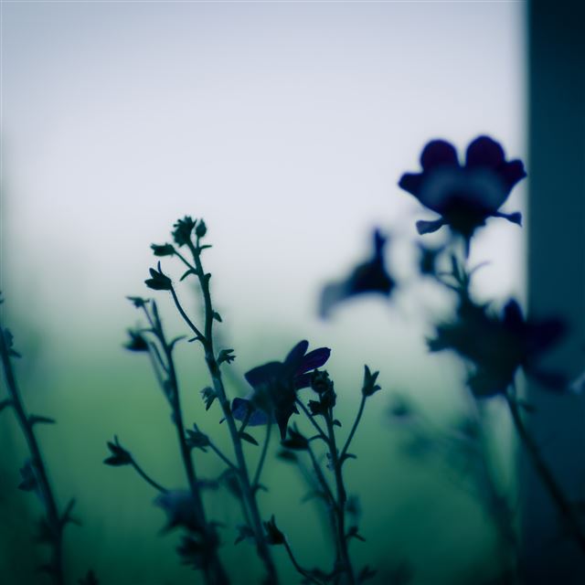 2048x2048 Dark Flower Plant Branch Blur - dreamy iPad Air Wallpaper