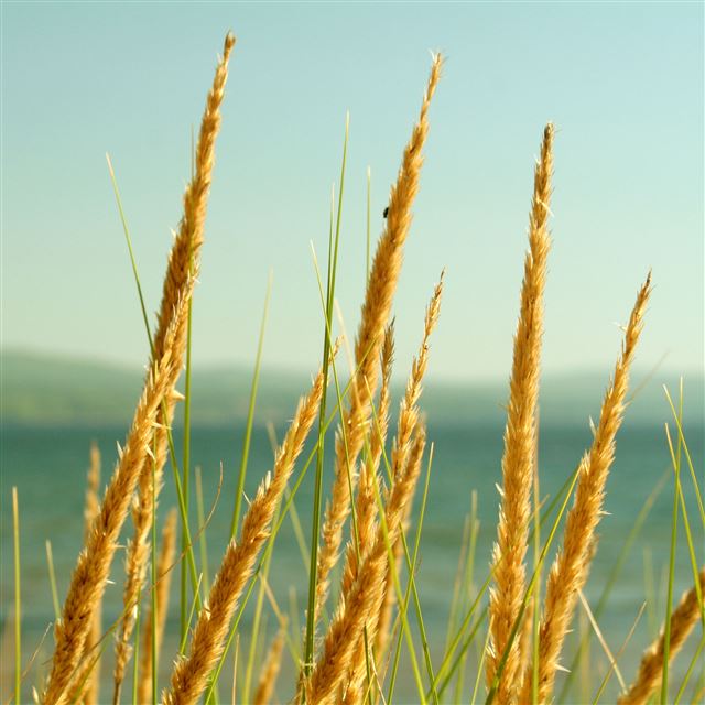 2048x2048 Golden Leafy Plant Nature Hill View - view iPad Air Wallpaper