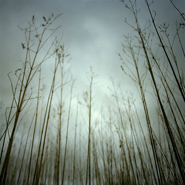2048x2048 Gloomy Nature Tree Grove Sky View - sky view iPad Air Wallpaper