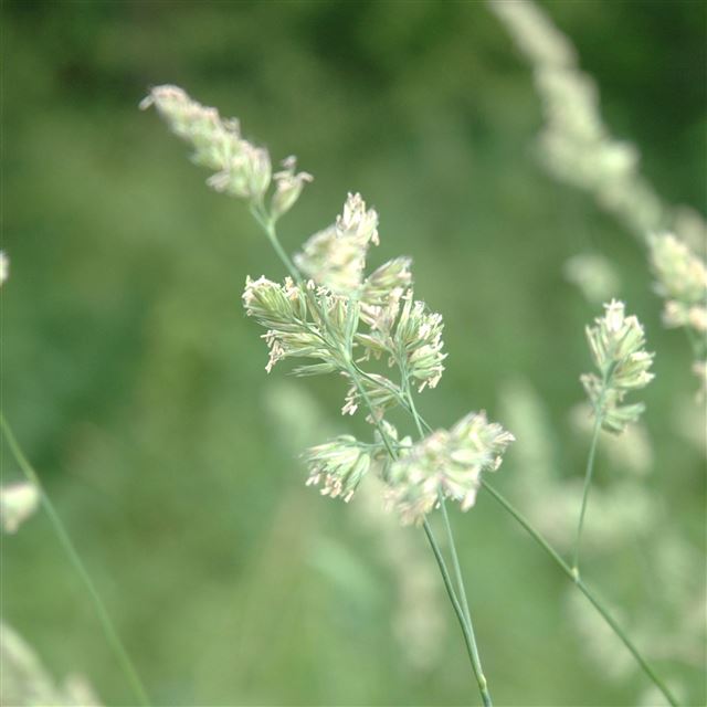 2048x2048 Nature Leafy Grass Flower Pure Filed -  iPad Air Wallpaper