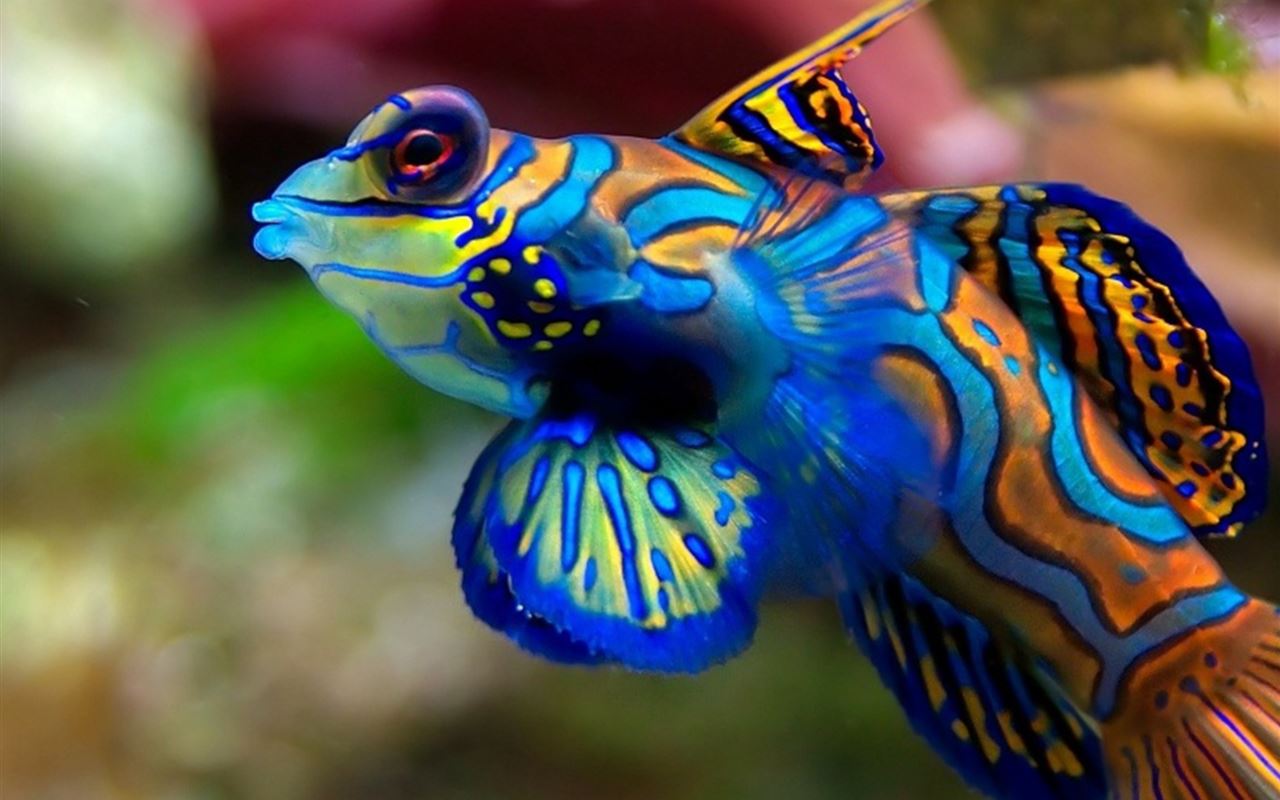 Terrazzo Fish Bright Colors iPad Air wallpaper 