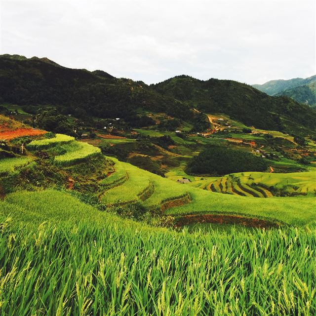 2048x2048 Valley Rice Terrace Vietnam - rice iPad Air Wallpaper