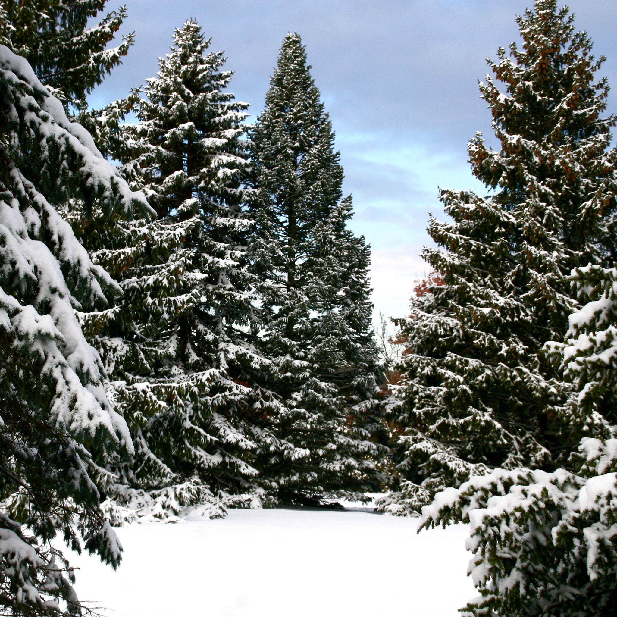 Snowy Trees Landscape iPad Air wallpaper 