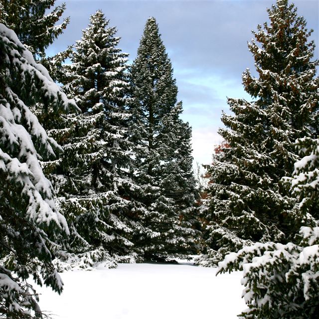 2048x2048 Snowy Trees Landscape - pine trees iPad Air Wallpaper