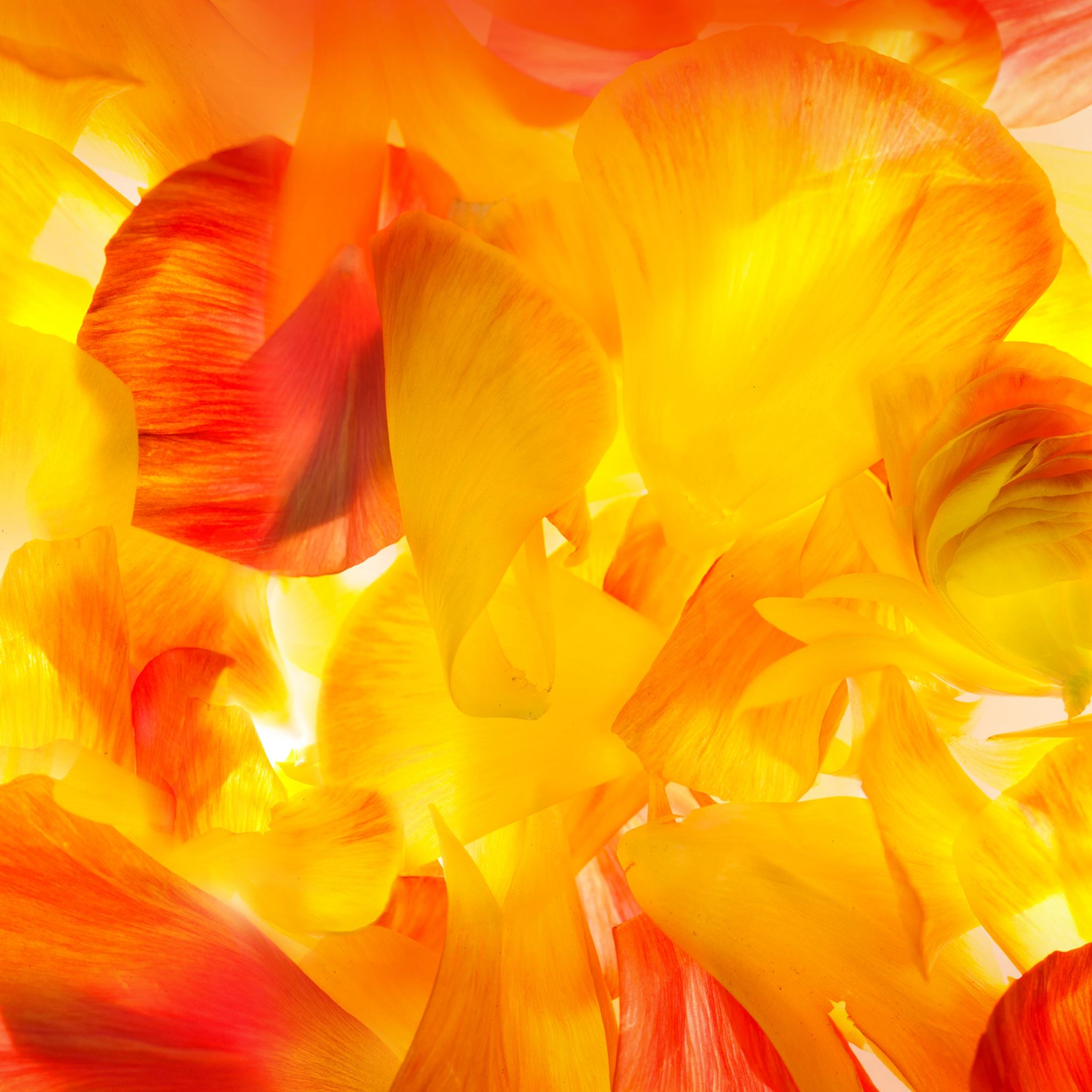 Wonderful Colors Flower Petal Art iPad Air wallpaper 