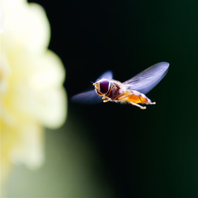 2048x2048 Flapping Bee Animal Flower - bee iPad Air Wallpaper