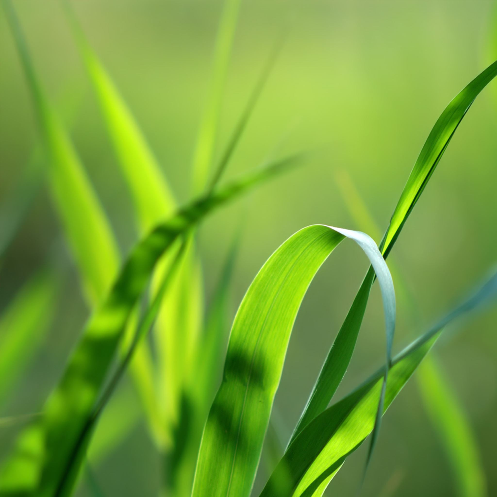 Nature Blades Of Grass iPad Air Wallpapers Free Download