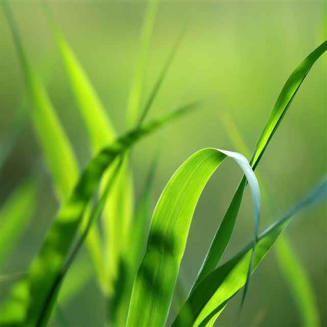 2048x2048 Nature Blades Of Grass - fresh iPad Air Wallpaper
