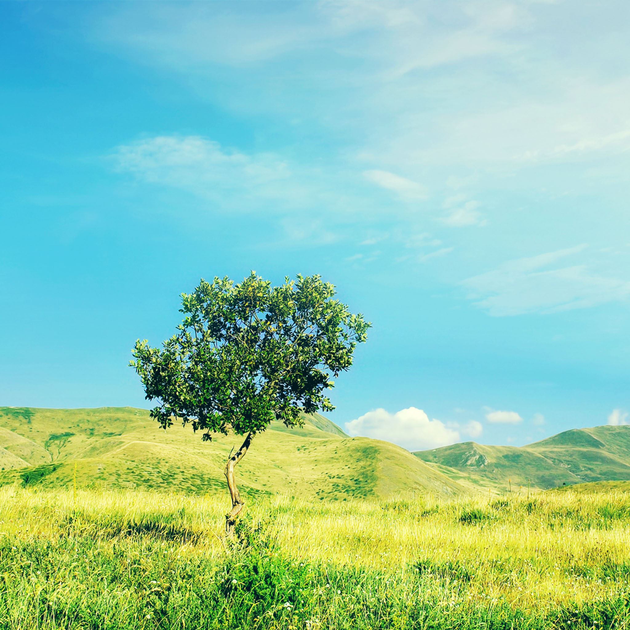 Nature Grassland Tree Field Sunny Skyscape iPad Air Wallpapers Free