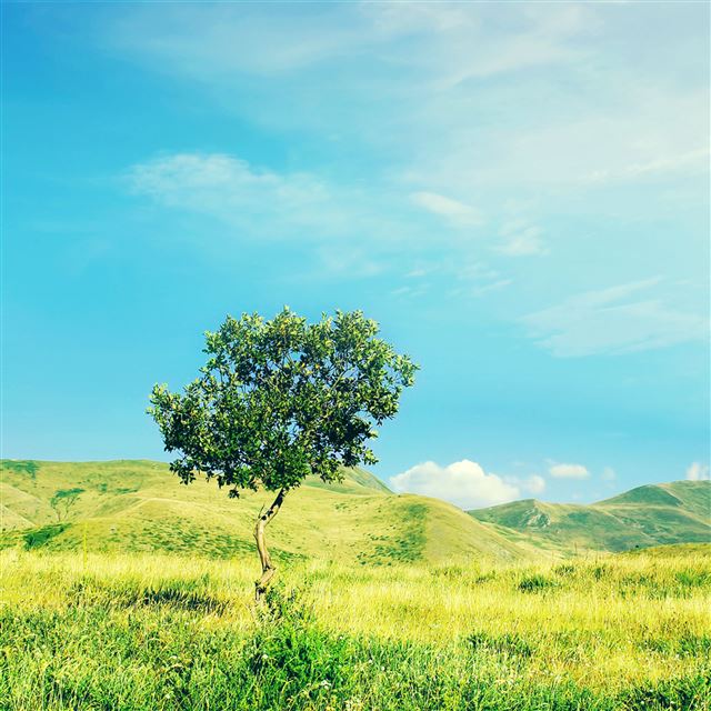 2048x2048 Nature Grassland Tree Field Sunny Skyscape - view iPad Air Wallpaper