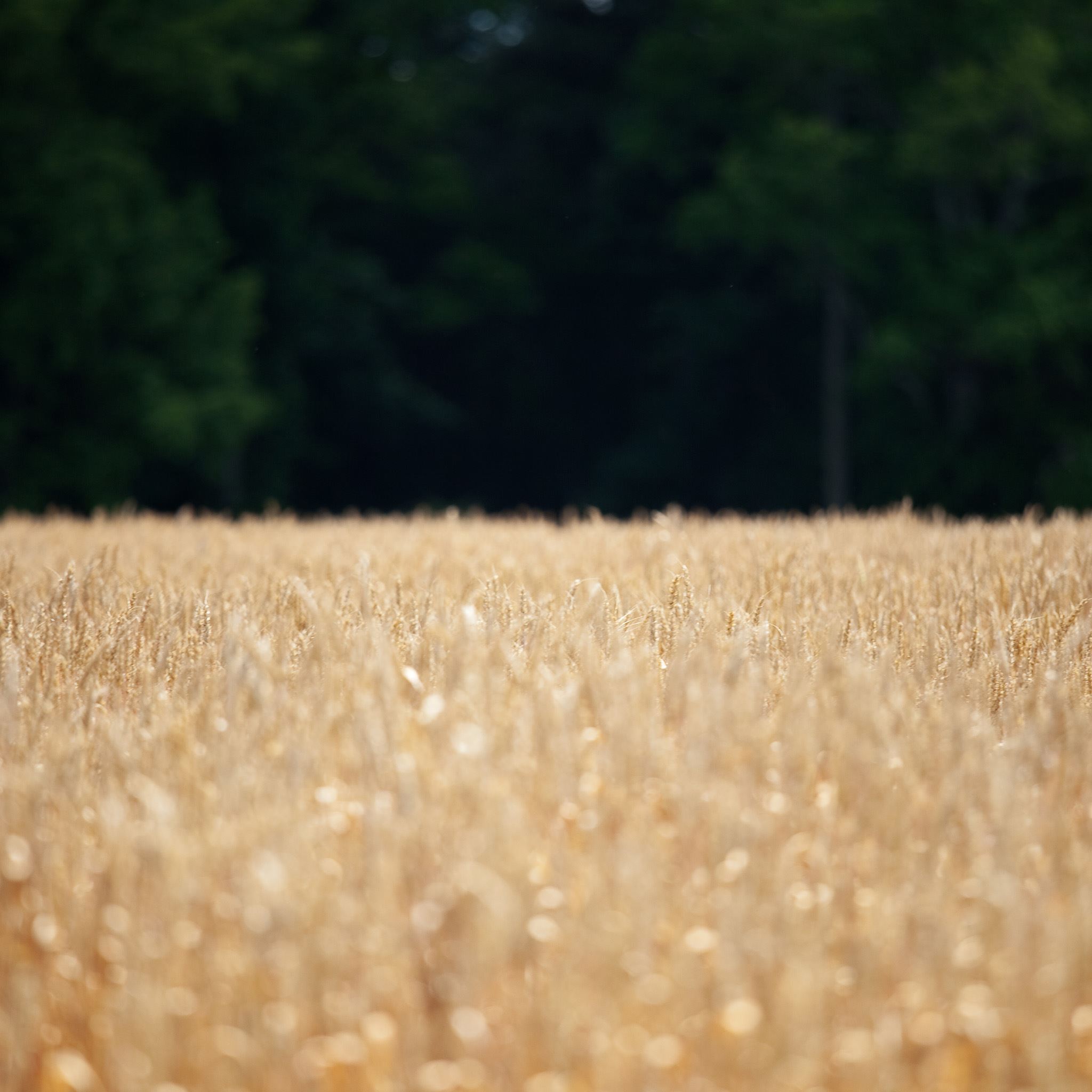 Pure Harvest Wheat Field iPad Air wallpaper 