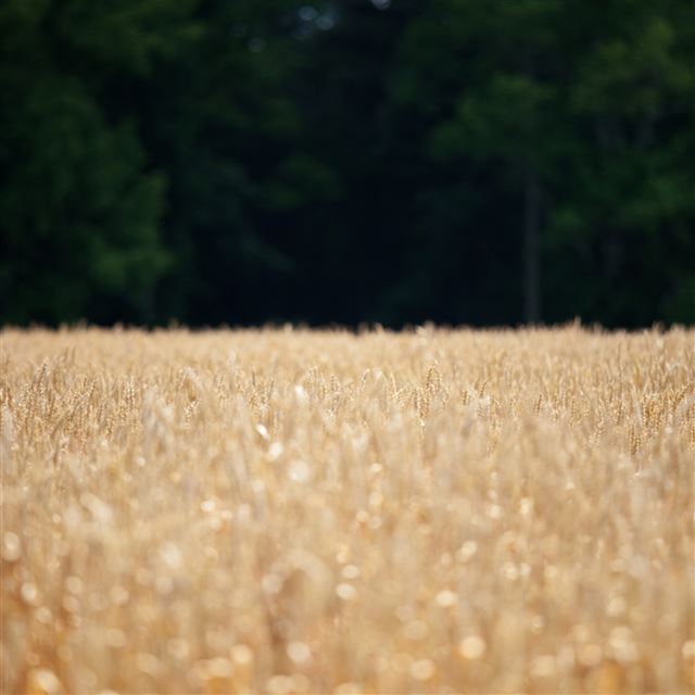 2048x2048 Nature Pure Simple Wheat Field - field iPad Air Wallpaper