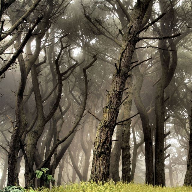2048x2048 Nature Wither Woods Foggy - trees iPad Air Wallpaper