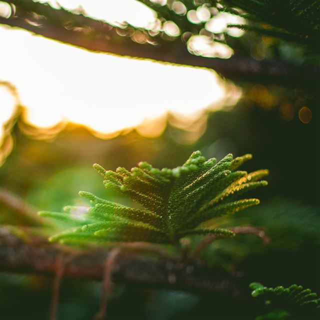 2048x2048 Morning Sunlight Green Branch Bokeh -  iPad Air Wallpaper