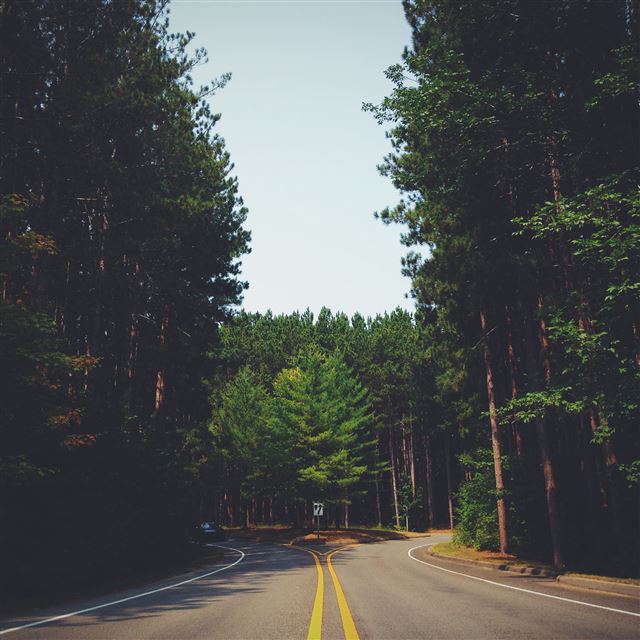 2048x2048 Grove Road End In Trees - trees iPad Air Wallpaper