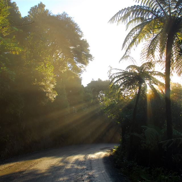 2048x2048 Nature Sunshine Trees Road Landscape - view iPad Air Wallpaper