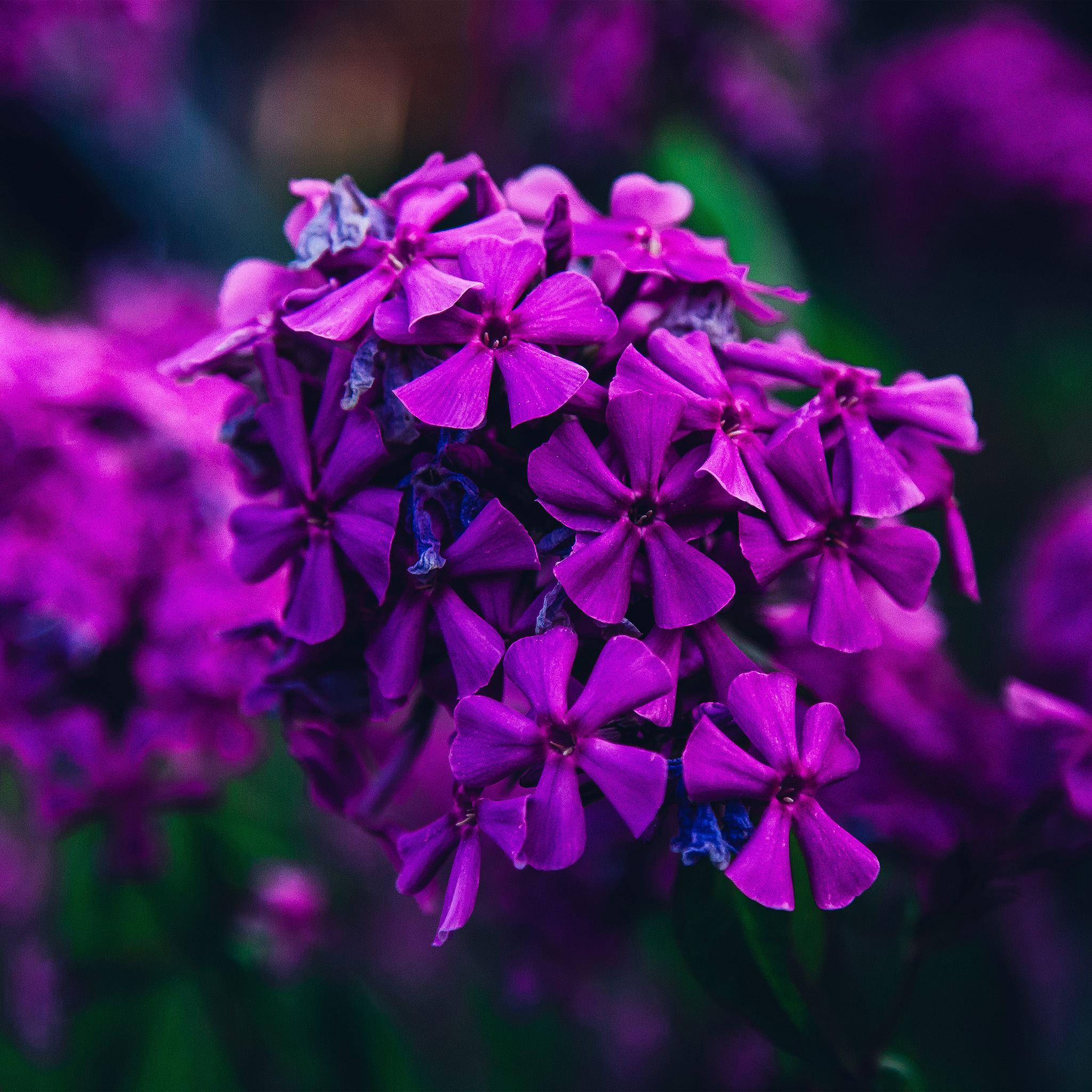 Nature Flower Purple Blossom Beautiful Spring iPad Air wallpaper 