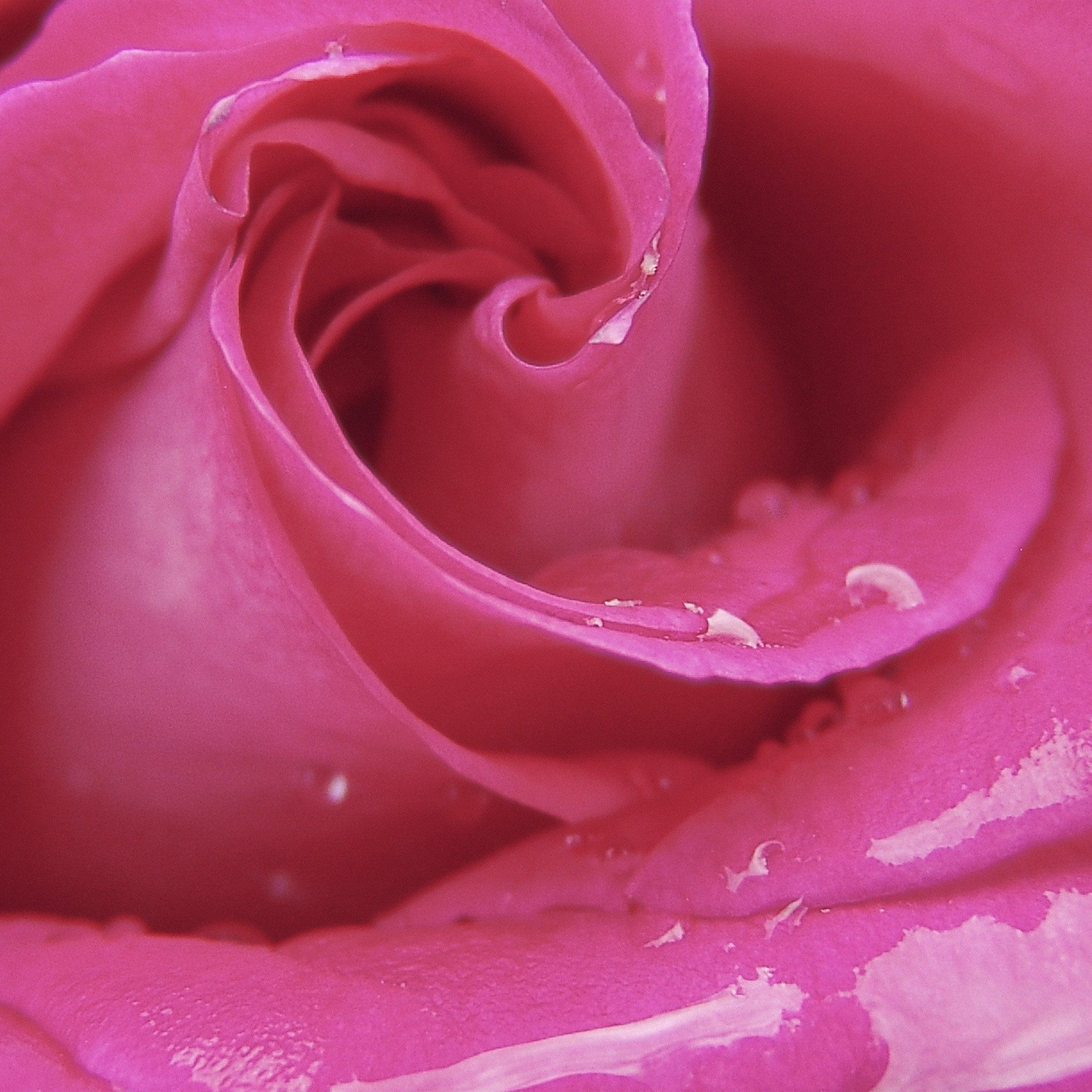Love Romantic Rose Pink Red iPad Air wallpaper 