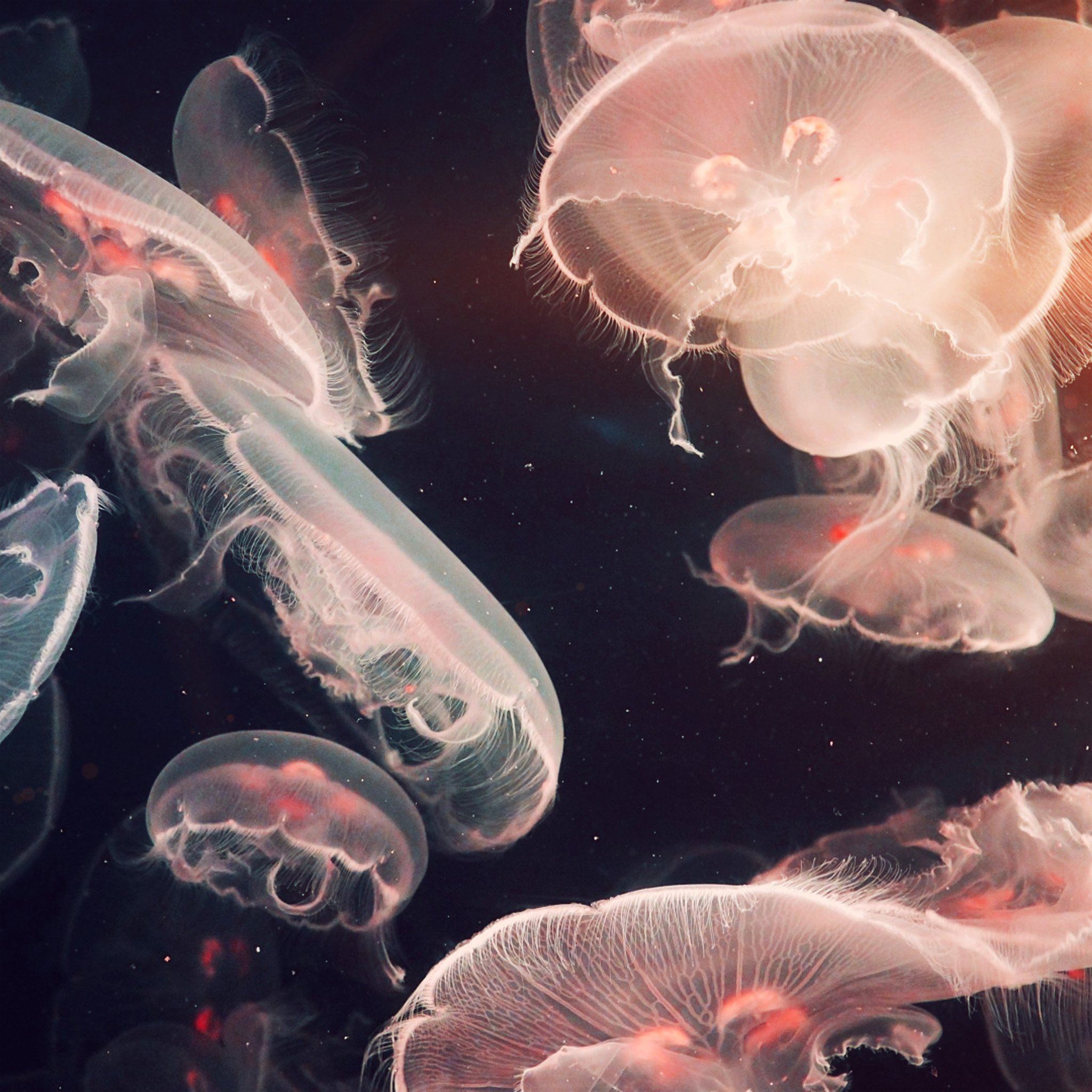 Pacific Jellyfish Ocean Sea Animal Nature Flare iPad Air wallpaper 