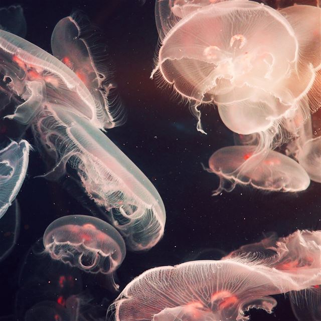 2048x2048 Pacific Jellyfish Ocean Sea Animal Nature Flare - transparent iPad Air Wallpaper