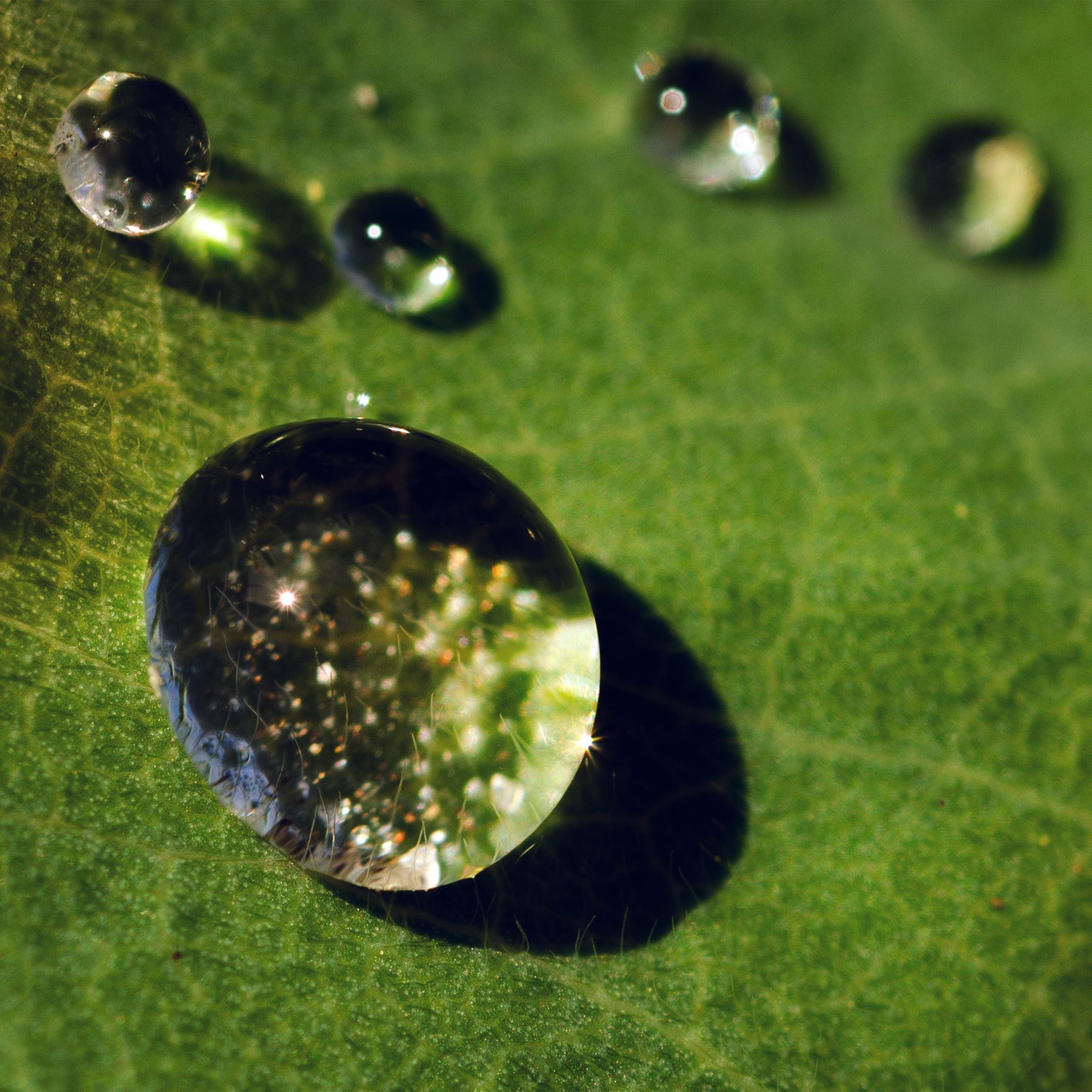 Nature Green Leaf Rain Drop iPad Air Wallpapers Free Download