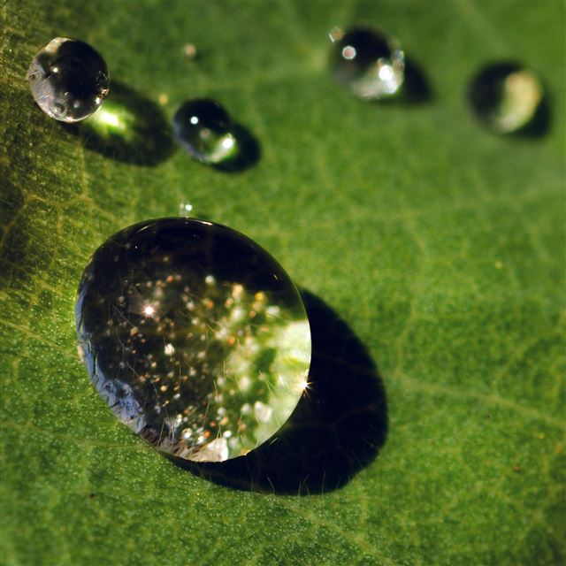 2048x2048 Nature Green Leaf Rain Drop - transparent iPad Air Wallpaper