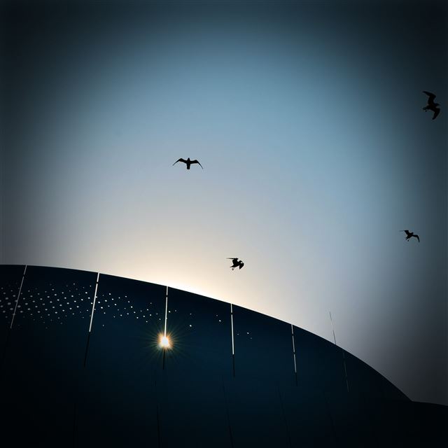 2048x2048 Bird Sky Sunshine Flare Blue Nature Animal Vignette - birds iPad Air Wallpaper