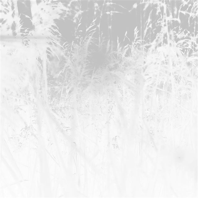 2048x2048 Sunset Nature Flower Fall Mountain Field White Bw Flare - field iPad Air Wallpaper