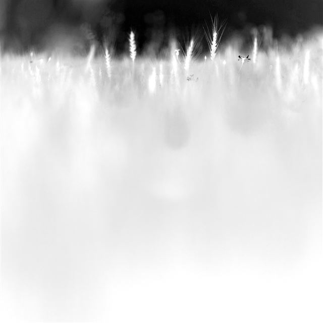 2048x2048 Grass Field Nature White Pattern Art Drawn - pattern iPad Air Wallpaper