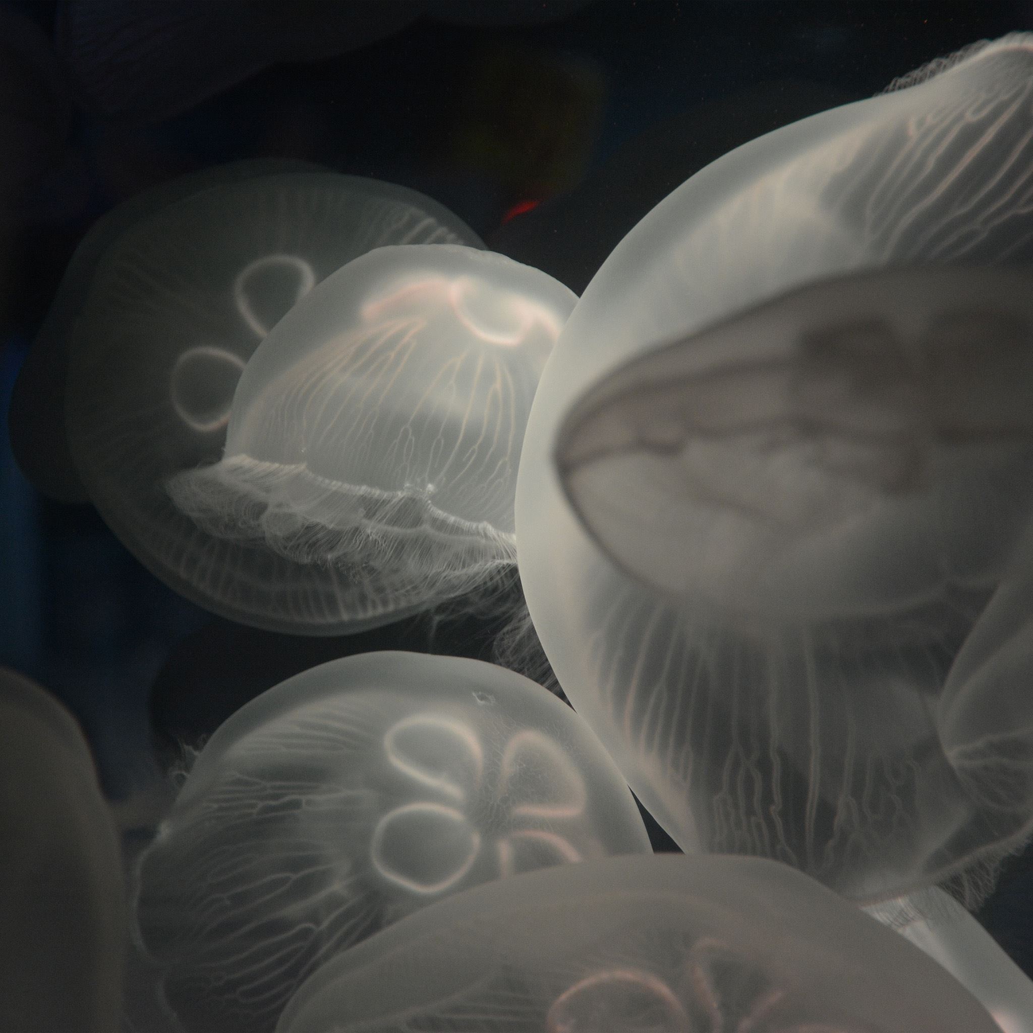 Jellyfish Animal Sea Water Ocean Nature iPad Air wallpaper 