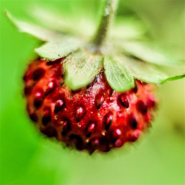 2048x2048 Berry Strawberry Close Up - plant iPad Air Wallpaper