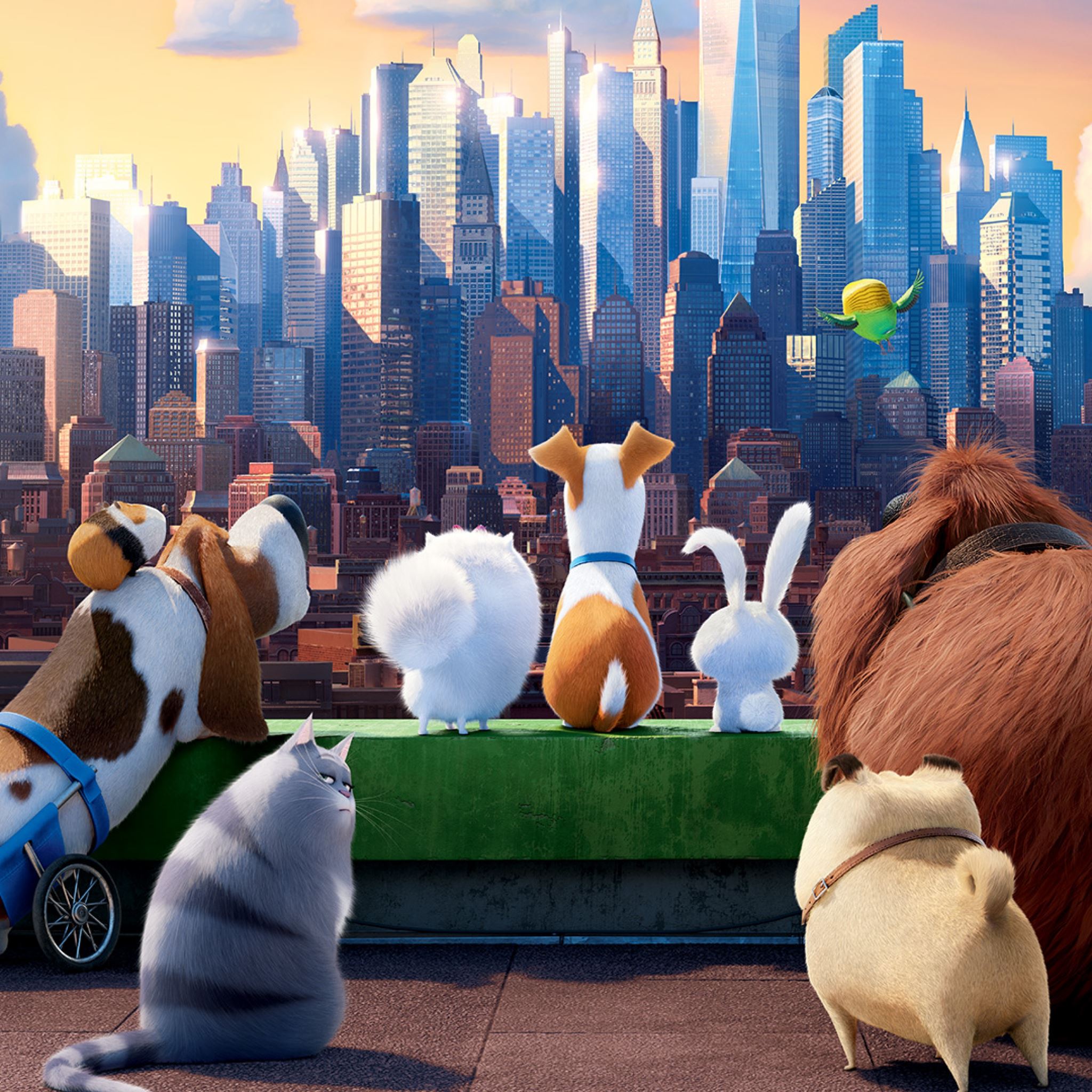 The Secret Life Of Pets Animals Cartoon iPad Air Wallpapers Free Download
