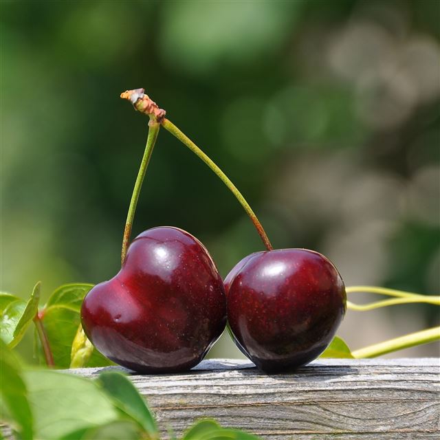 2048x2048 Cherry Berry Close Up - cherry iPad Air Wallpaper